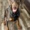 Kobi the Dobie