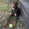 Kobi the Dobie